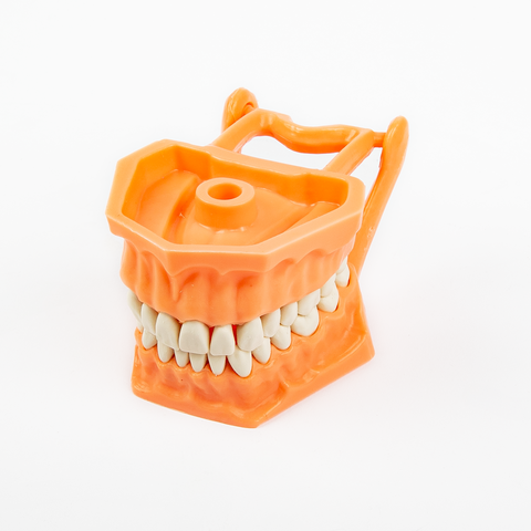 Tipodonto Acrilico Adulto