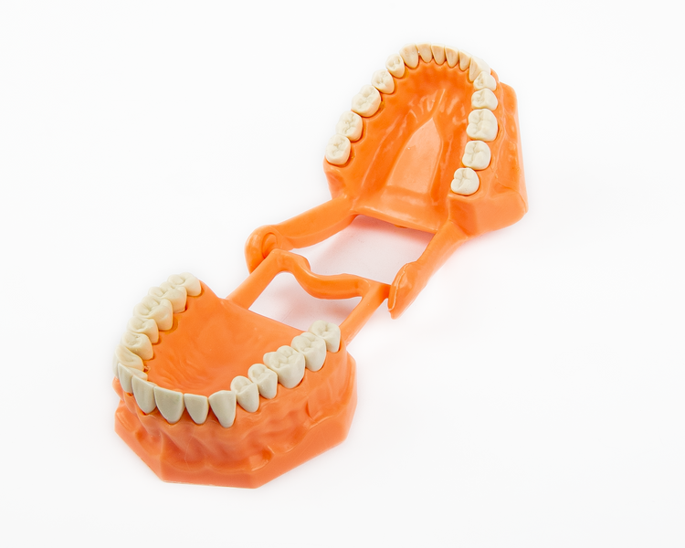 Tipodonto Acrilico Adulto