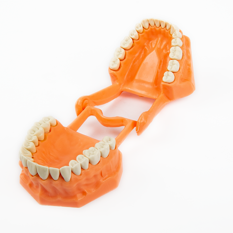 Tipodonto Acrilico Adulto